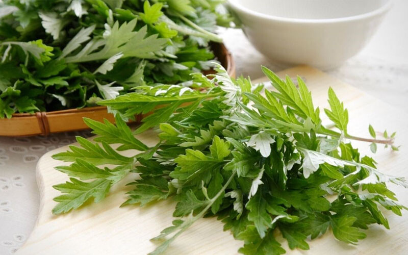 Cách trị viêm lộ tuyến tại nhà nhanh chóng, an toàn 4 - 4 Cách trị viêm lộ tuyến tại nhà bằng ngải cứu