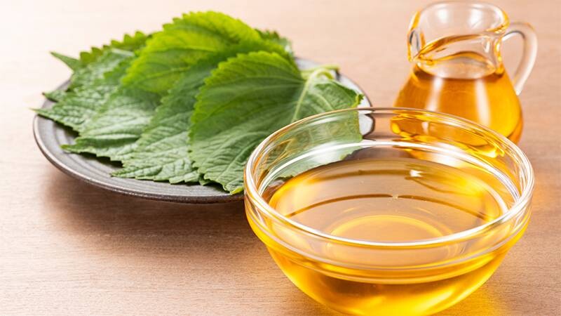 Cách rửa mặt bằng lá tía tô đẹp da tự nhiên 2 - 2 Hướng dẫn cách rửa mặt bằng lá tía tô tại nhà đơn giản.