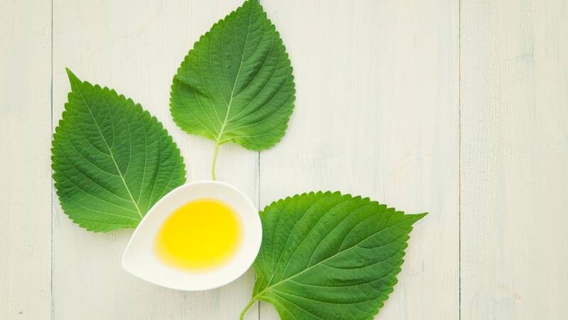 Cách rửa mặt bằng lá tía tô đẹp da tự nhiên 1 - 1 Giải thích cách rửa mặt bằng lá tía tô đẹp da.