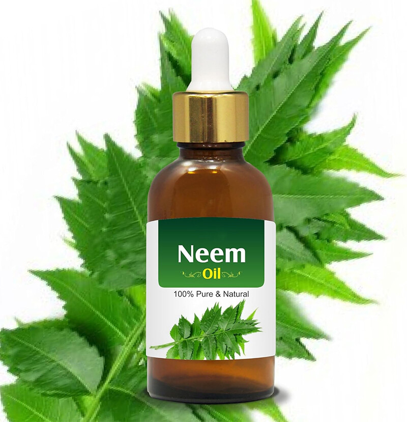 Trị ghẻ bằng tinh dầu Neem la cách trị ghẻ nước tại nhà được nhiều người mách.