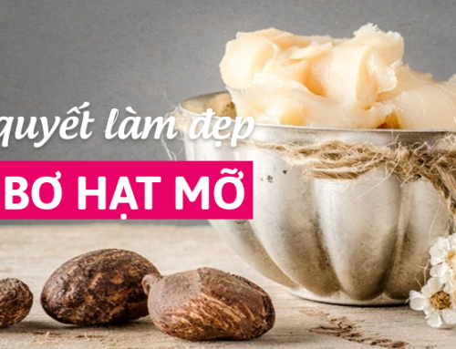 Bật mí bí quyết làm đẹp với bơ hạt mỡ