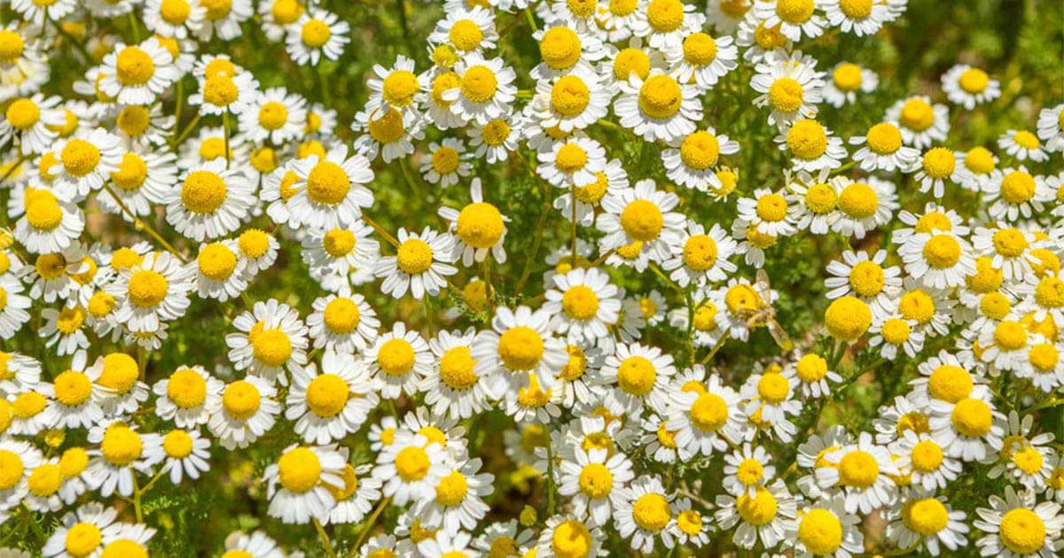Tác dụng làm đẹp của Camomile, hoa cúc La Mã, thần dược của sắc đẹp