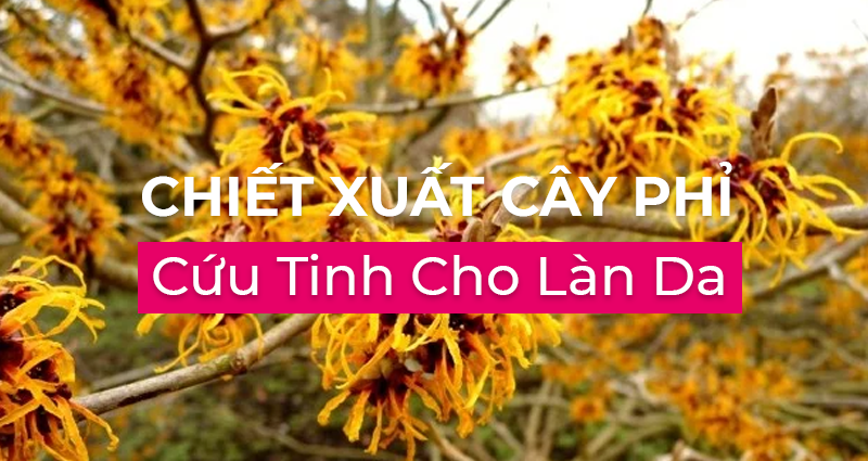 Chiết xuất cây phỉ cứu tinh cho làn da của bạn