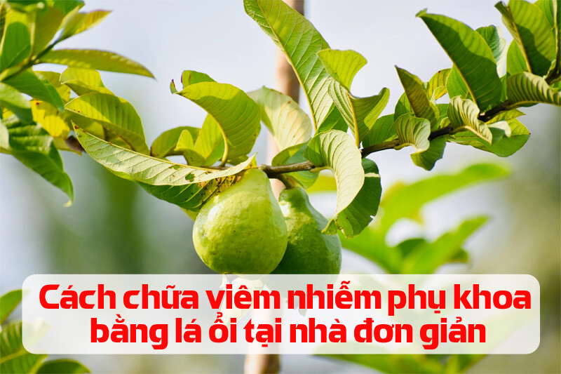 Cách chữa viêm nhiễm phụ khoa bằng lá ổi tại nhà đơn giản