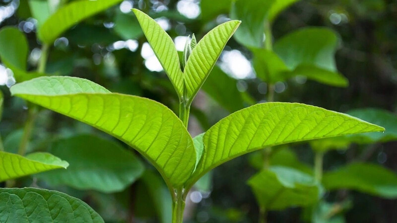Cách chữa viêm nhiễm phụ khoa bằng lá ổi tại nhà đơn giản 3 - 3 Cách chữa viêm nhiễm phụ khoa bằng lá ổi tại nhà đơn giản