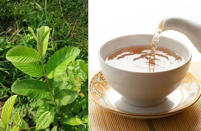 Cách chữa viêm nhiễm phụ khoa bằng lá ổi tại nhà đơn giản 4 - 4 Chữa viêm nhiễm phụ khoa bằng lá ổi đơn giản, dễ làm.