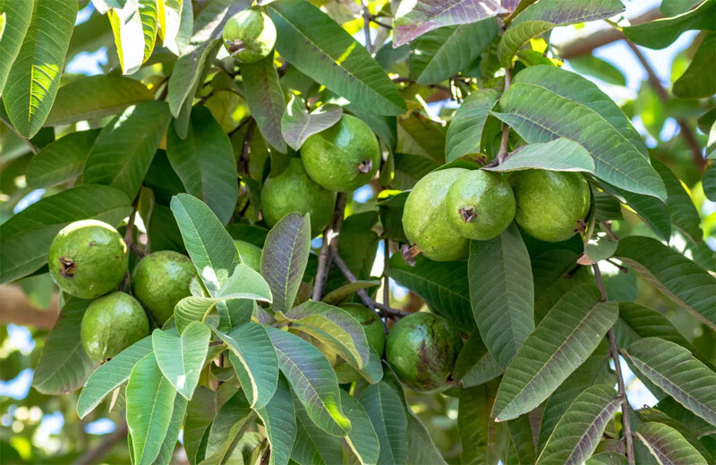 Cách chữa viêm nhiễm phụ khoa bằng lá ổi tại nhà đơn giản 1 - 1 Lá ổi có chữa được viêm nhiễm phụ khoa thật không?