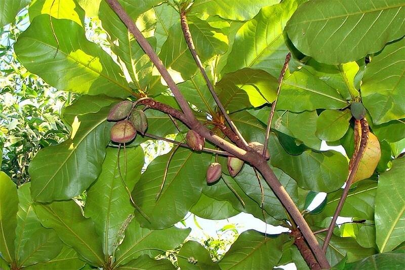 2 Cách chữa viêm phụ khoa bằng lá bàng