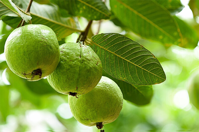 Cách chữa viêm nhiễm phụ khoa bằng lá ổi tại nhà đơn giản 2 - 2 Tìm hiểu tác dụng chữa viêm nhiễm phụ khoa bằng lá ổi.