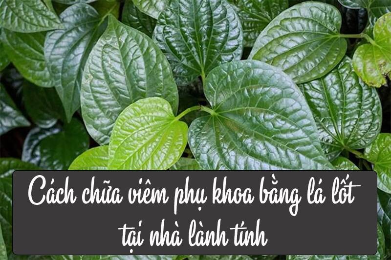 Cách chữa viêm phụ khoa bằng lá lốt tại nhà lành tính.