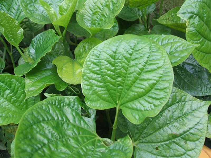 Tìm hiểu tác dụng chữa viêm phụ khoa bằng lá lốt.