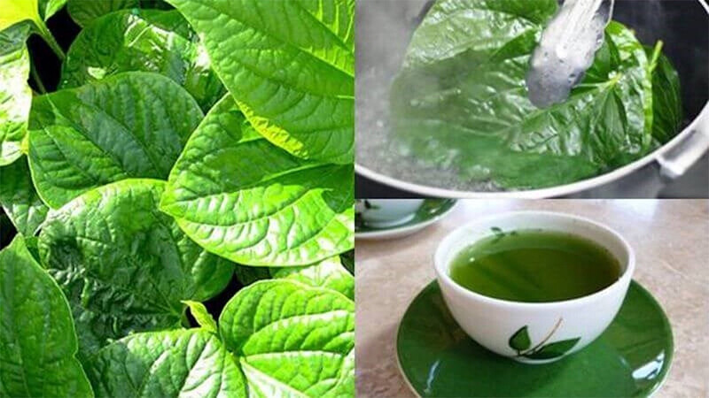 Cách chữa viêm phụ khoa bằng lá lốt tại nhà đơn giản, dễ làm.