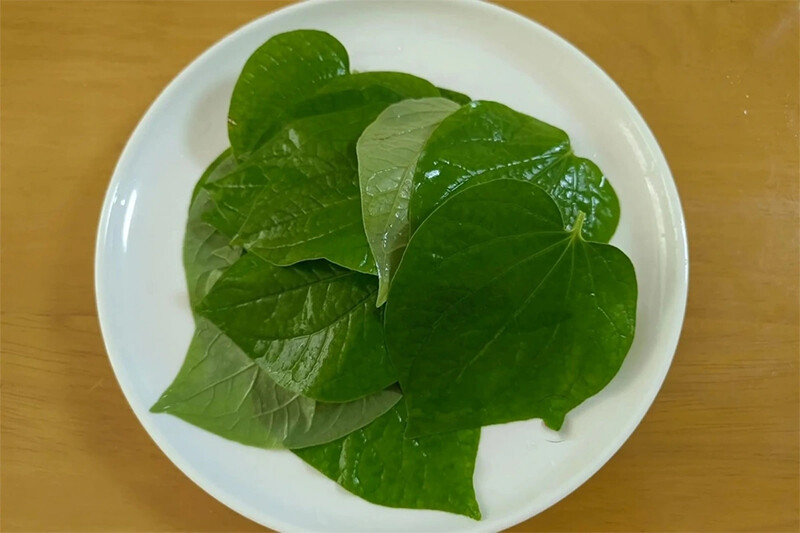 Lưu ý khi chữa viêm phụ khoa bằng lá lốt bạn nên biết rõ.