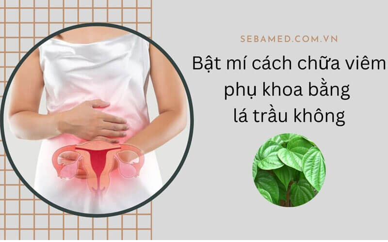 Cách chữa viêm phụ khoa bằng lá trầu không đơn giản