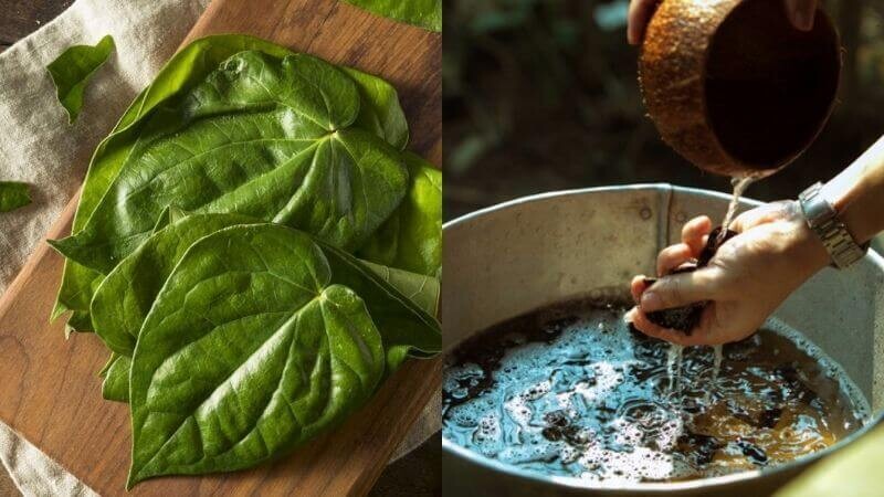 Cách chữa viêm phụ khoa bằng lá trầu không đơn giản 4 - 4 Chua Viem Phu Khoa Bang Xong Hoi La Trau Khong
