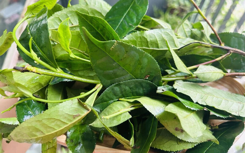 Luu Y Khi Dung Cach Chua Viem Phu Khoa Bang La Tra Xanh
