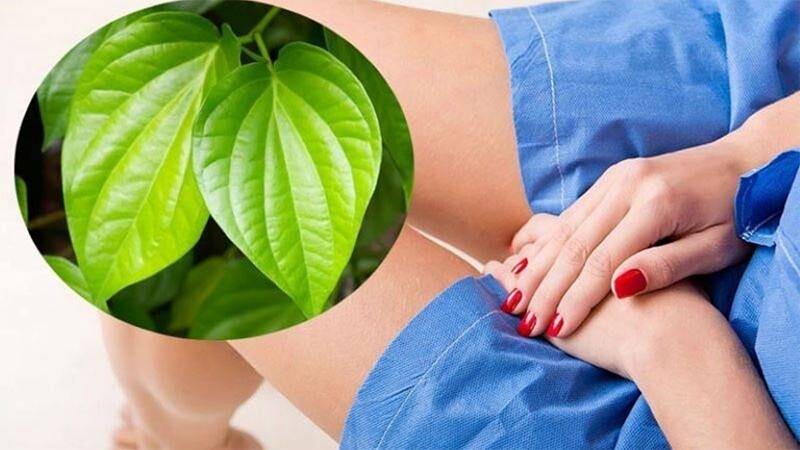 Cách chữa khí hư ra nhiều bằng lá trầu không.