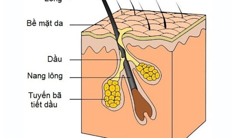 Sản xuất sợi bã nhờn là cơ chế tự nhiên của làn da.
