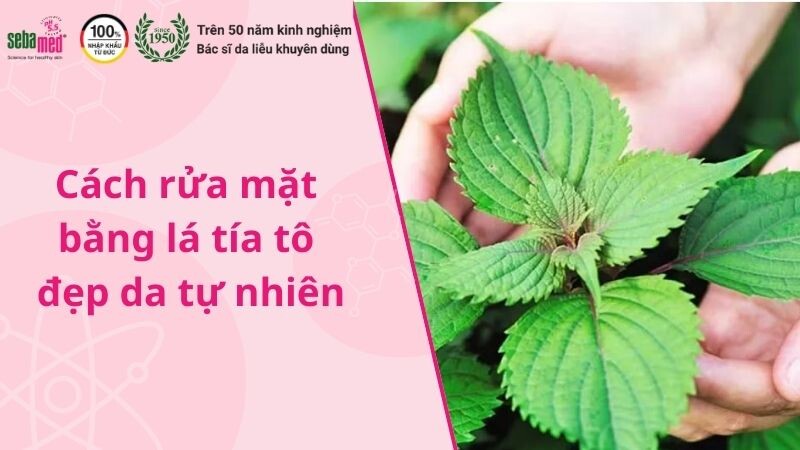Cách rửa mặt bằng lá tía tô đẹp da tự nhiên